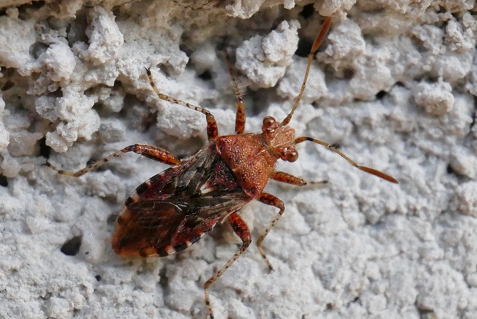 Liorhyssus hyalinus ?  No, Rhopalus subrufus